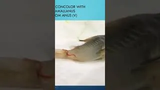 Miniature : Corydoras catfish worm infection. See link complete video. #fishdisease #corydoras #catfish catf