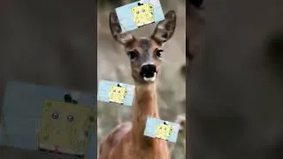 Miniature : Vous aussi, devenez chevrette.