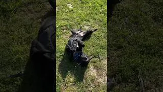 Miniature : Ce chien va être euthanasié si personne ne l’adopte !