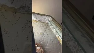 Miniature : Mes fourmis de Floride s’évadent !