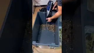 Miniature : Nettoyage de mon élevage de blattes exotiques !