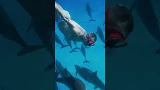 Miniature : Communion avec les Dauphins 🐬