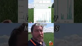 Miniature : Blé: Sécheresse, Impact Météo 2024, maladie