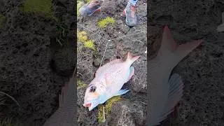 Miniature : Pêcher un beau Poisson pour une mission?! ￼