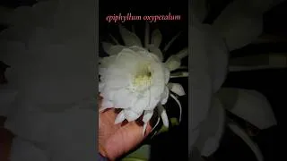 Miniature : Epiphyllum oxypetalum