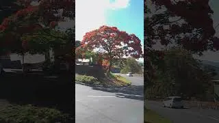 Miniature : Flamboyant La Réunion