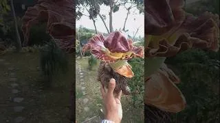 Miniature : Fleur Songe pâté
