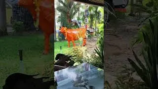 Miniature : DJI Osmo Pocket 4 à prix cassé ? Codes GLG + PayPal sur AliExpress !