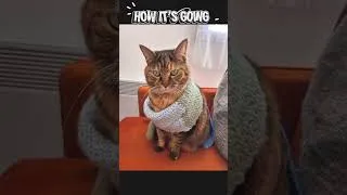 Miniature : They grow up so fast. From a princess to a queen 👸 #cat #glowup #transformation