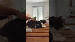 Miniature : Heroic kitty takes his injections like a champ! No fear!  #catlife #bravecat