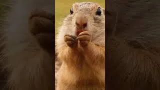 Miniature : 🐿️ Capturé sur le vif, un écureuil profite d'un festin en pleine nature 💚 #Ecureuil #Nature #animals