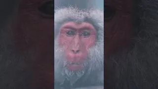 Miniature : 🐒 𝐋𝐞𝐬 𝐬𝐢𝐧𝐠𝐞𝐬 𝐝𝐞𝐬 𝐧𝐞𝐢𝐠𝐞𝐬 𝐚̀ 𝐉𝐢𝐠𝐨𝐤𝐮𝐝𝐚𝐧𝐢 𝐘𝐚𝐞𝐧 𝐊𝐨𝐞𝐧 ❄️#Nature #SingesDesNeiges #JigokudaniYaenKoen