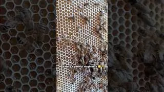 Miniature : Inside the Beehive 🍯🐝