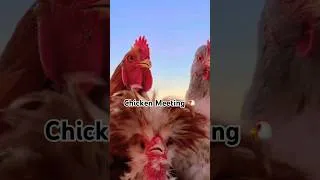 Miniature : The Chicken Council 🐔