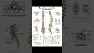 Miniature : Système anatomique #etude #anatomy #médecine