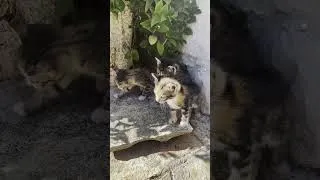 Miniature : 3 Baby cats🐱 in southern Italy #Shorts