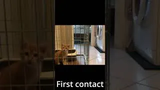 Miniature : 子猫と先住猫の初対面〜二匹の仲はどうなるのか?! /くるとら日記