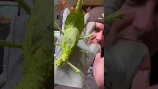 Miniature : Ma première femelle adulte Heteropteryx dilatata #PhasmeGéant #Insectes #AnimauxExotiques #Élevage