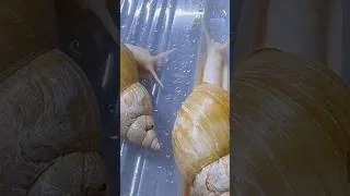 Miniature : 🐌 ESCARGOTS GÉANTS D’AFRIQUE : INSTALLATION ET ÉLEVAGE | Lissachatina fulica « White Jade »
