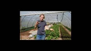 Miniature : Nat fait le choix de la pollinisation naturelle et la sélection participative avec ses clients