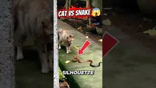 Miniature : Ce Chat Affronte un Serpent Mortel... Son Courage Va Vous Choquer ! 🐱🐍🔥