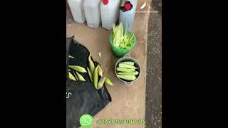Miniature : De l’or dans nos déchets. 🌾🌱🍀