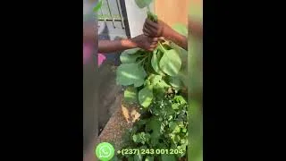 Miniature : Recycle , grow your own food and cook on clean energy ( Biogas)
