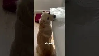 Miniature : de 2 à 12 mois ❤️