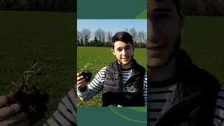 Miniature : Comment fertiliser mes cultures en absence de précipitations ?