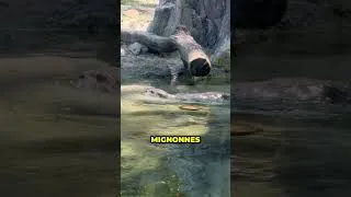 Miniature : La planète d'Avatar dans la vraie vie 🤯