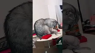Miniature : rigolo 😅😅