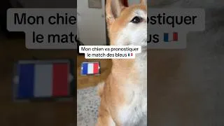Miniature : Shiba prédit FRANCE 🇫🇷 - SÉNÉGAL 🇸🇳 #coupedumonde