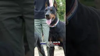 Miniature : Deux dobermans,  2 problèmes !