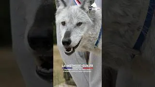 Miniature : Il a tué un chien ! Peut-on encore le rééduquer ? ￼