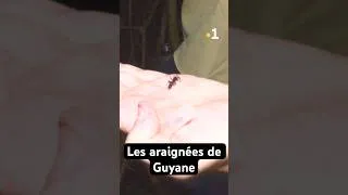 Miniature : « L’animal le plus important pour l’écosystème »