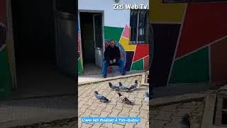 Miniature : Youcef ... L'ami Des Pigeons à Tizi-Ouzou ...