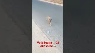 Miniature : Un Citoyen De Bouira Offre De L'eau Pour Un Chacal ...