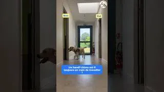 Miniature : 🐶 Idées reçues sur les handi'chiens : on démêle le vrai du faux !