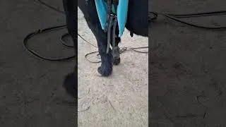 Miniature : TANT QU'ON AURA DES GALOP 1 ... Part 2