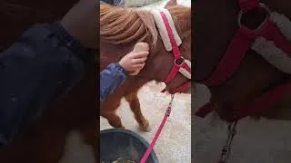 Miniature : TANT QU'ON AURA DES GALOP 1, ON AURA DU TRAVAIL !