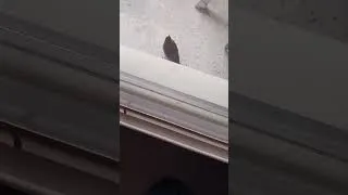 Miniature : Un bébé moineau se pose, perdu , sur mon balcon en pleine pollution due aux incendies de Gironde . 🥲