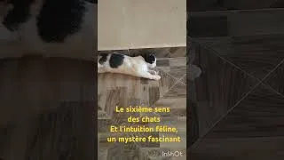 Miniature : Le sixième sens des chatsEt l'intuition féline, un mystère fascinant