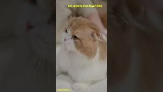 Miniature :  "Les Secrets d'un Foyer Félin",