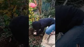 Miniature : Amantine jardine partie 2