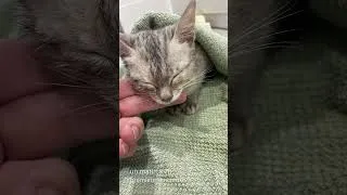 Miniature : Ma rencontre avec ce magnifique chaton abandonné et affamé que j'ai pris sous mon toit