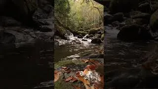 Miniature : STOP STRESS ! Relaxation Totale en Forêt 🍃 Relaxing Rivers in Forest