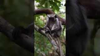 Miniature : Relaxation Totale en Forêt Tropicale 🌿 Jungle Sounds Tropical Forest #antistress #short