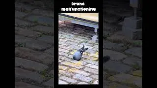 Miniature : Pigeon needs some maintenance #pigeon #birds #drone #conspiracy #maintenance