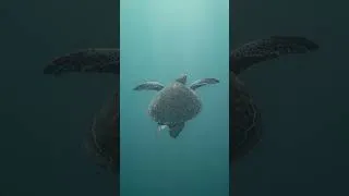 Miniature : Hey YouTube ! I’m back, after video games, ski videos… now some underwater photography !