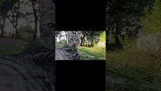 Miniature : PICCOLO A BIEN GRANDI #cat #catsofyoutube #random #evolution #chat